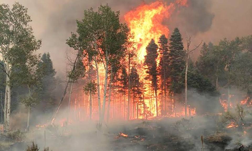 A photo of a group of trees on fire during the Spring Fire.